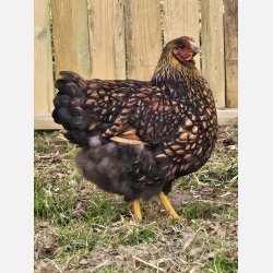 Wyandot Guld-Sort Randet Kyllinger
