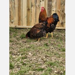 Wyandot Guld-Sort Randet Kyllinger