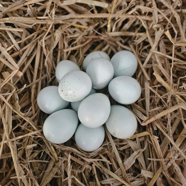 Celadon Vagtler Rugeg