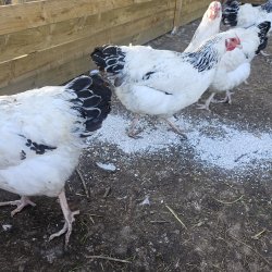 Sussex Hvid Sort Columbia Rugeg