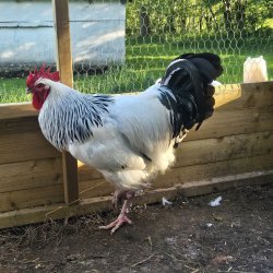 Sussex Hvid Sort Columbia Rugeg