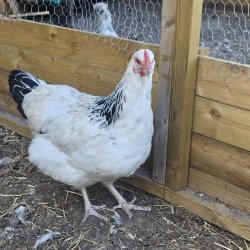 Sussex Hvid Sort Columbia Rugeg