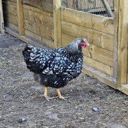 Wyandot Slv-Sort Randet Rugeg