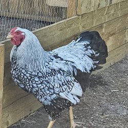 Wyandot Slv-Sort Randet Rugeg