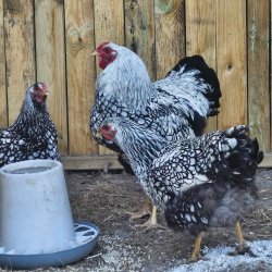 Wyandot Slv-Sort Randet Rugeg