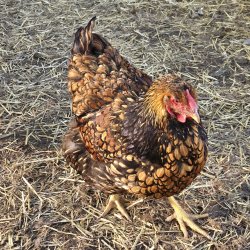 Wyandot Guld-Sort Randet Rugeg