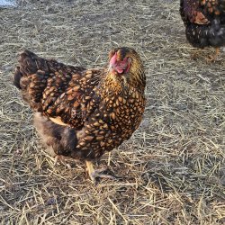 Wyandot Guld-Sort Randet Rugeg