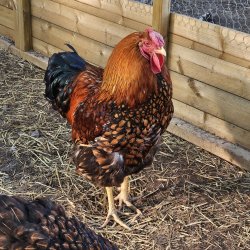 Wyandot Guld-Sort Randet Rugeg