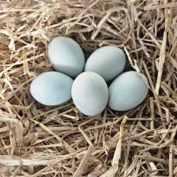 Cream Legbar Hnekyllinger