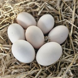 Sussex Hvid Sort Columbia Rugeg