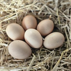 Wyandot Guld-Sort Randet Kyllinger