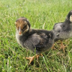 Wyandot Guld-Sort Randet Kyllinger