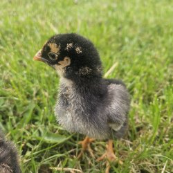 Wyandot Guld-Sort Randet Kyllinger