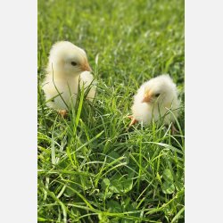 Sussex Hvid Sort Columbia Kyllinger