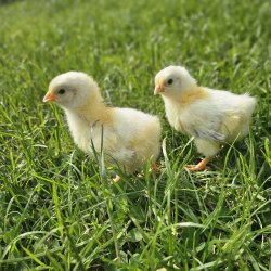 Sussex Hvid Sort Columbia Kyllinger