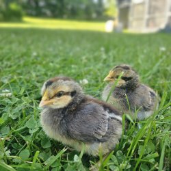 Cream Legbar Hnekyllinger