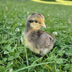 Cream Legbar Hnekyllinger