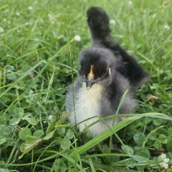 Plymouth Rock Sort Kyllinger
