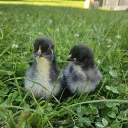 Plymouth Rock Sort Kyllinger